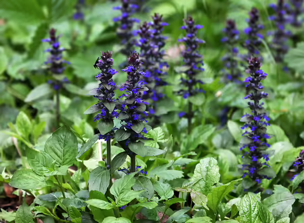 Bugleweed