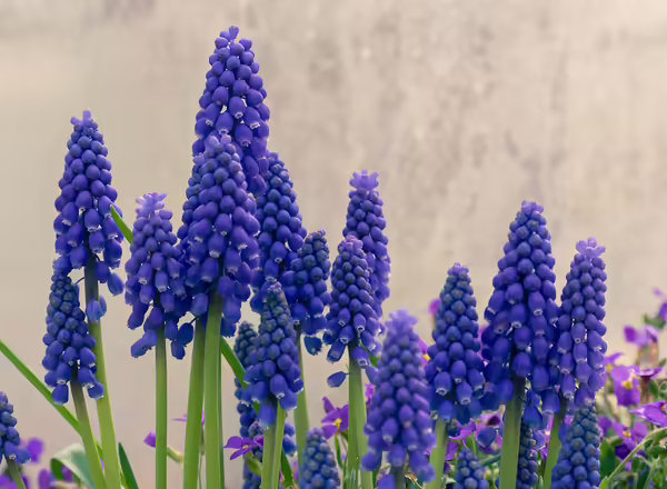 a bunch of purple flowers in front of a wall