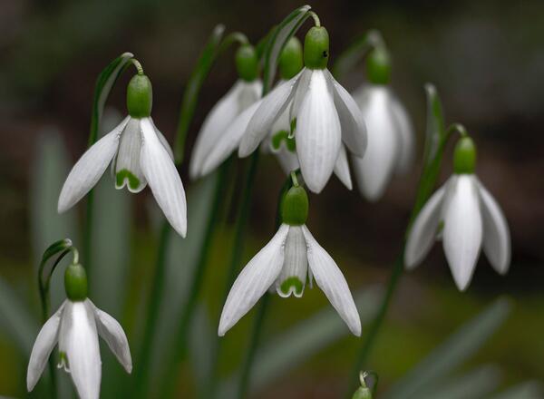 closeup photography of white snowdrop flowers