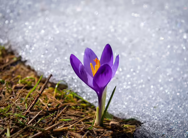 purple crocus flower in bloom during daytime