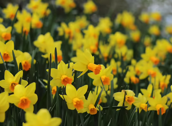selective focus photography of yellow-petaled flowers