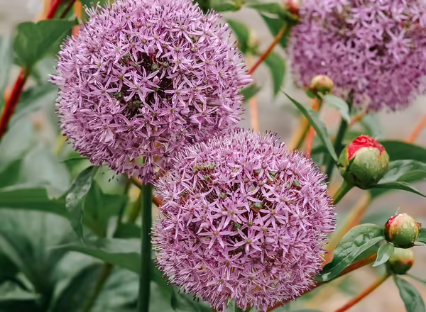 Close up of Purple Flowers