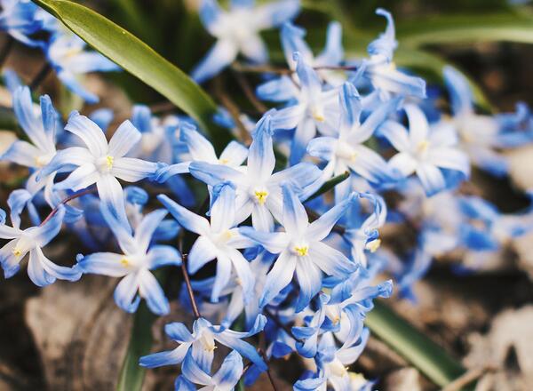 blooming blue and white irish flowers