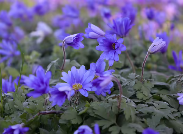 a field of purple flowers with green leaves