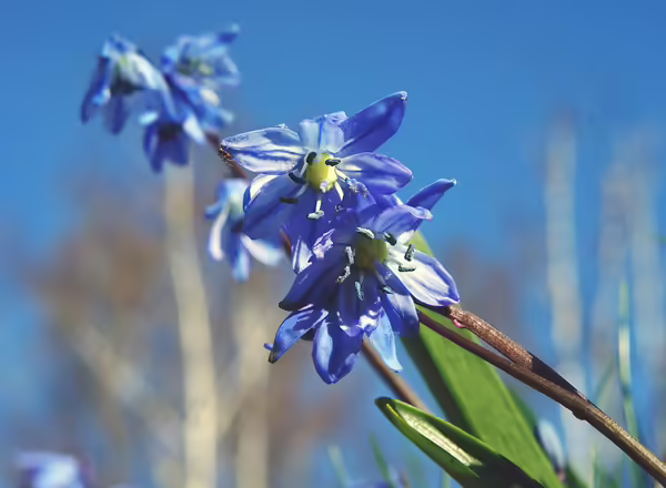 a close up of a blue flower on a plant
