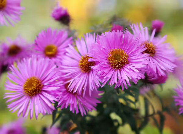 pink bushy aster plant
