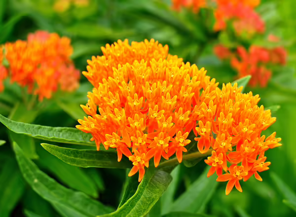 butterfly weed