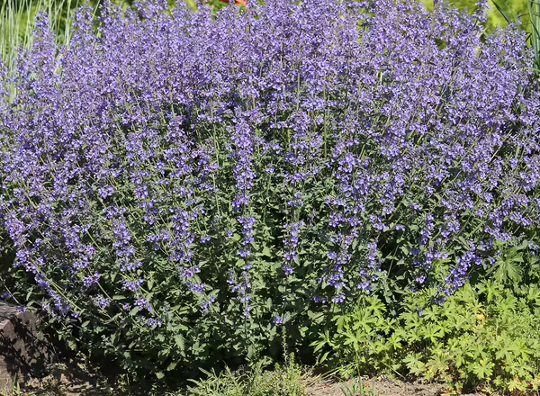 Catmint