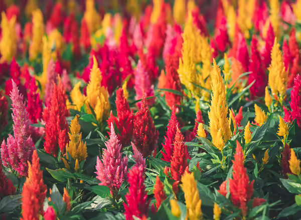 Celosia argentea