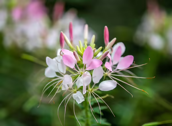 Cleome hassleriana