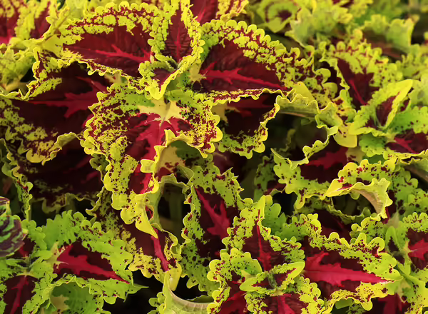 coleus