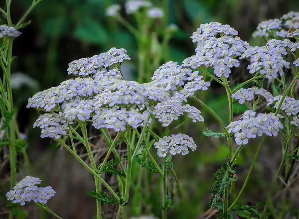 Common Yarrow