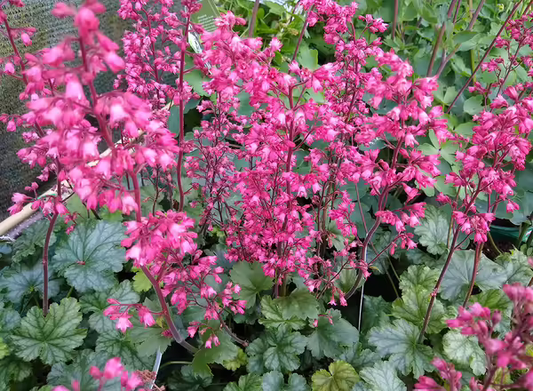 Coral Bells