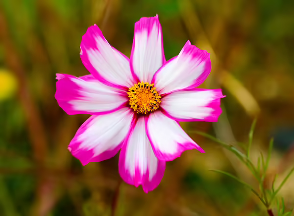 Cosmos