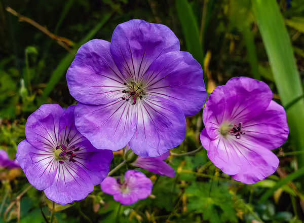 Cranesbill Geranium