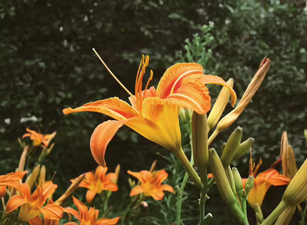 Daylily
