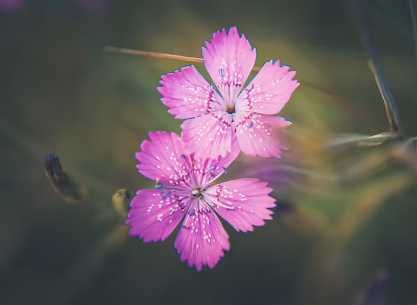 Maiden Pink Dianthus deltoides
