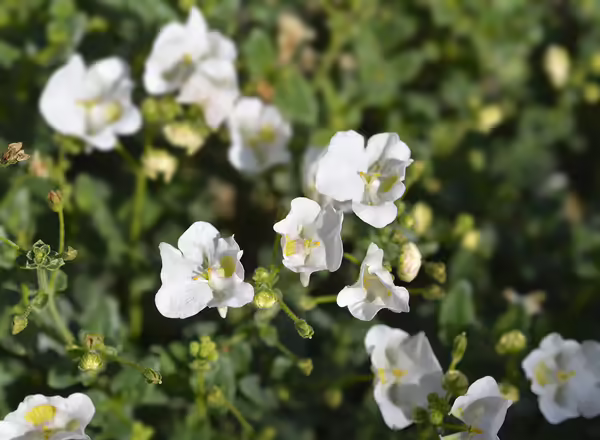 Diascia