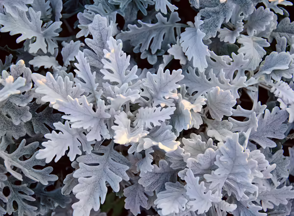 Dusty Miller