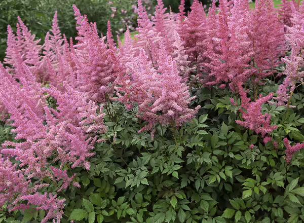 False Spirea
