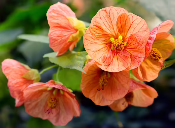 Flowering Maple