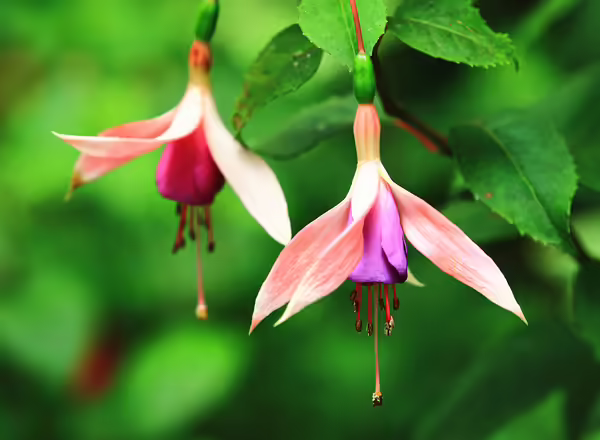 Fuschia Lady Eardrops