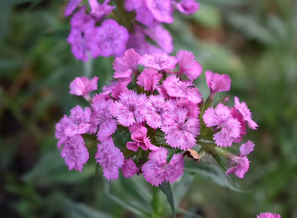 dianthus Garden Pink