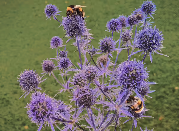 Globe Thistle Echinops ritro