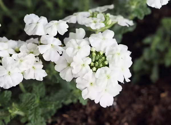 Garden Verbena