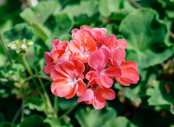 Geranium Pelargonium x hortorum