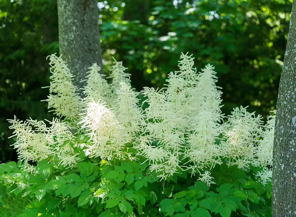 Goatsbeard Aruncus dioicus