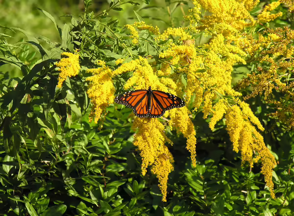 Goldenrod Solidago rugosa