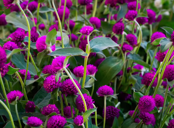 Gomphrena