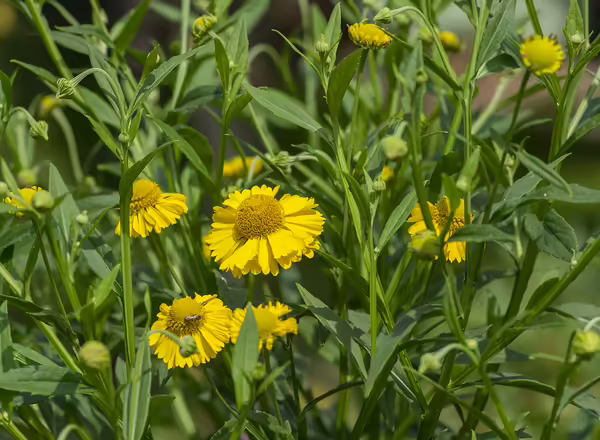 Helenium