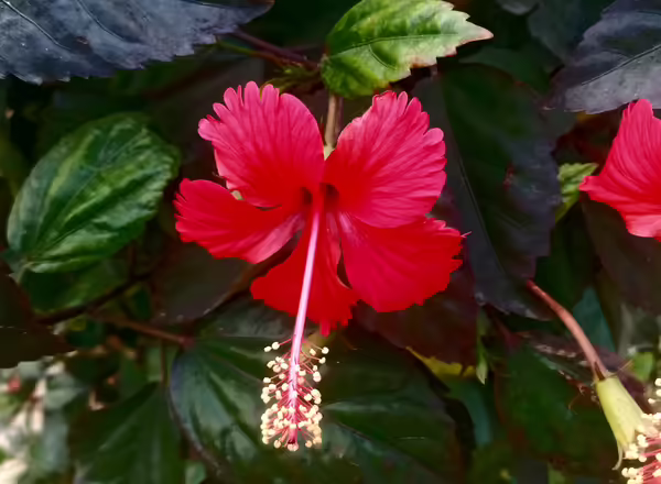 Rose Mallow Hibiscus