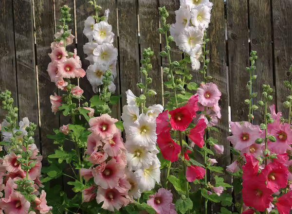 Hollyhock
