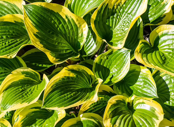 Hosta