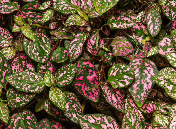 Hypoestes