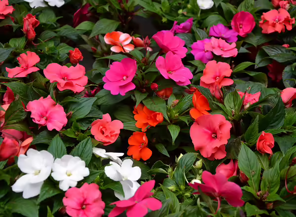 Impatiens