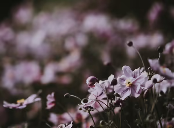 Japanese Anemone