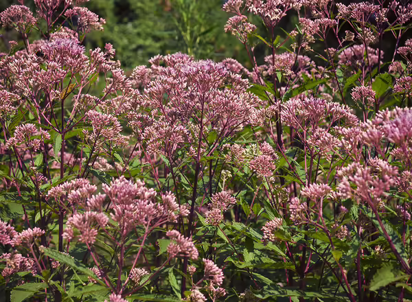 Joe Pye Weed, Bonset Eupatorium maculatum