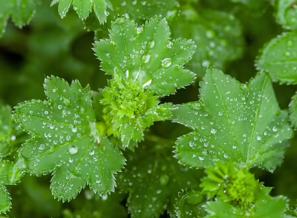 Lady's Mantle