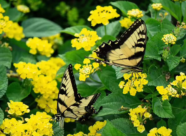 lantana