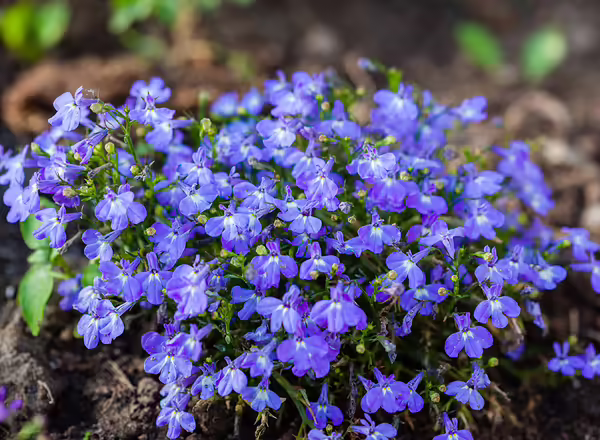 Lobelia