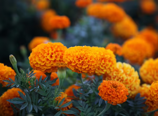 Marigold