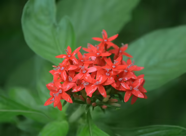 Milkweed