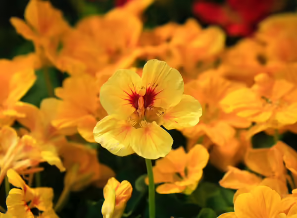 Nasturtium