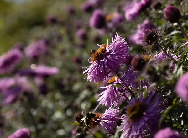 New York Aster, Michaelmus Daisy Aster Novi-belgii