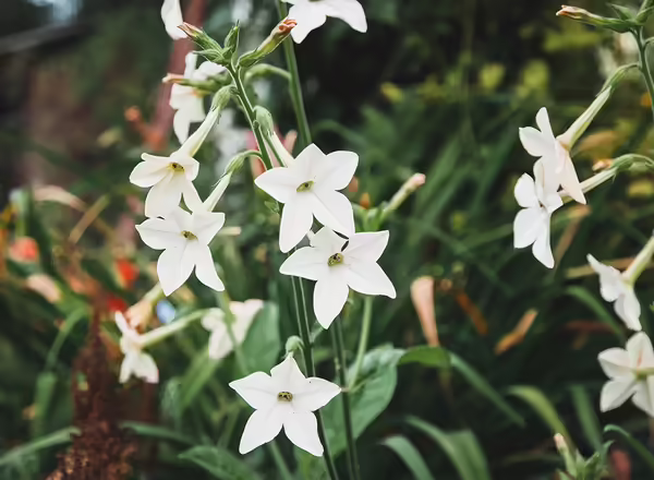Nicotiana alata