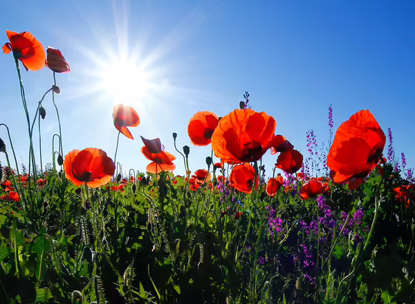 Oriental Poppy
